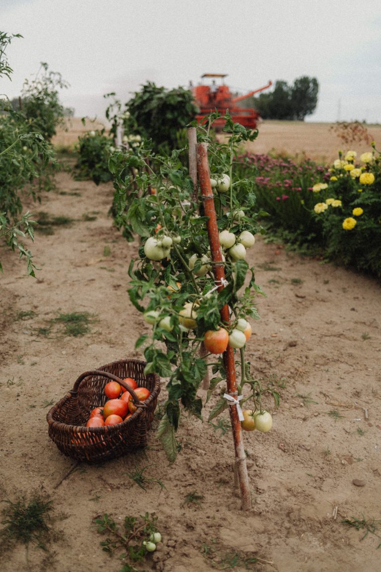 Growing Your Own Delicious Tomatoes