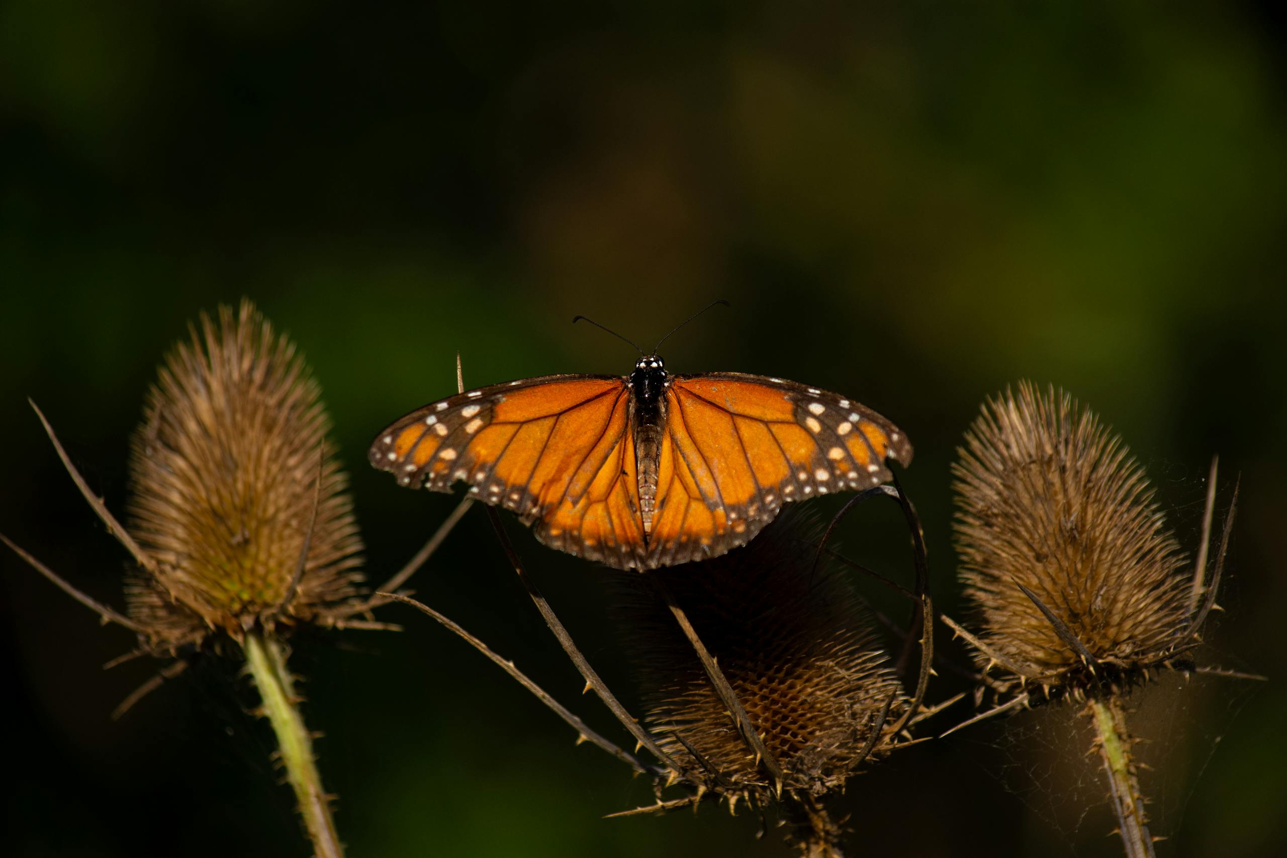 A monarch butterfly perched between dry thistle plants in a natural setting, displaying vibrant orange wings.