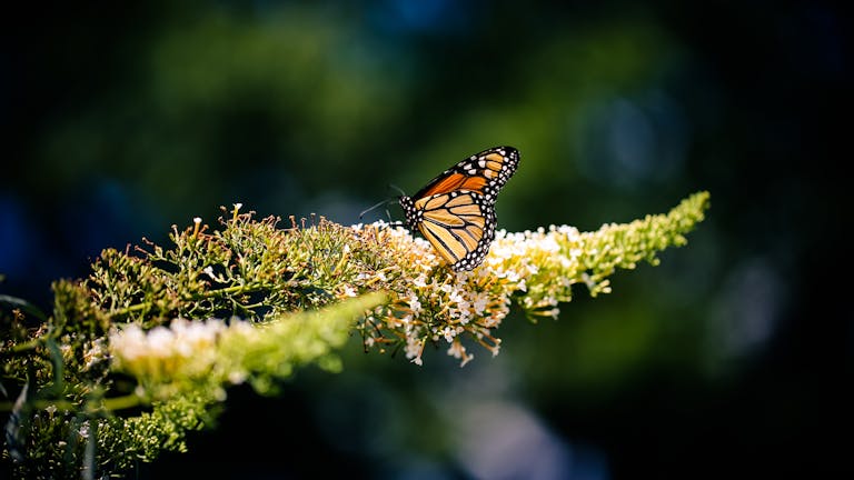 Close-up of a Monarch butterfly elegantly perched on a flower in sunlight.