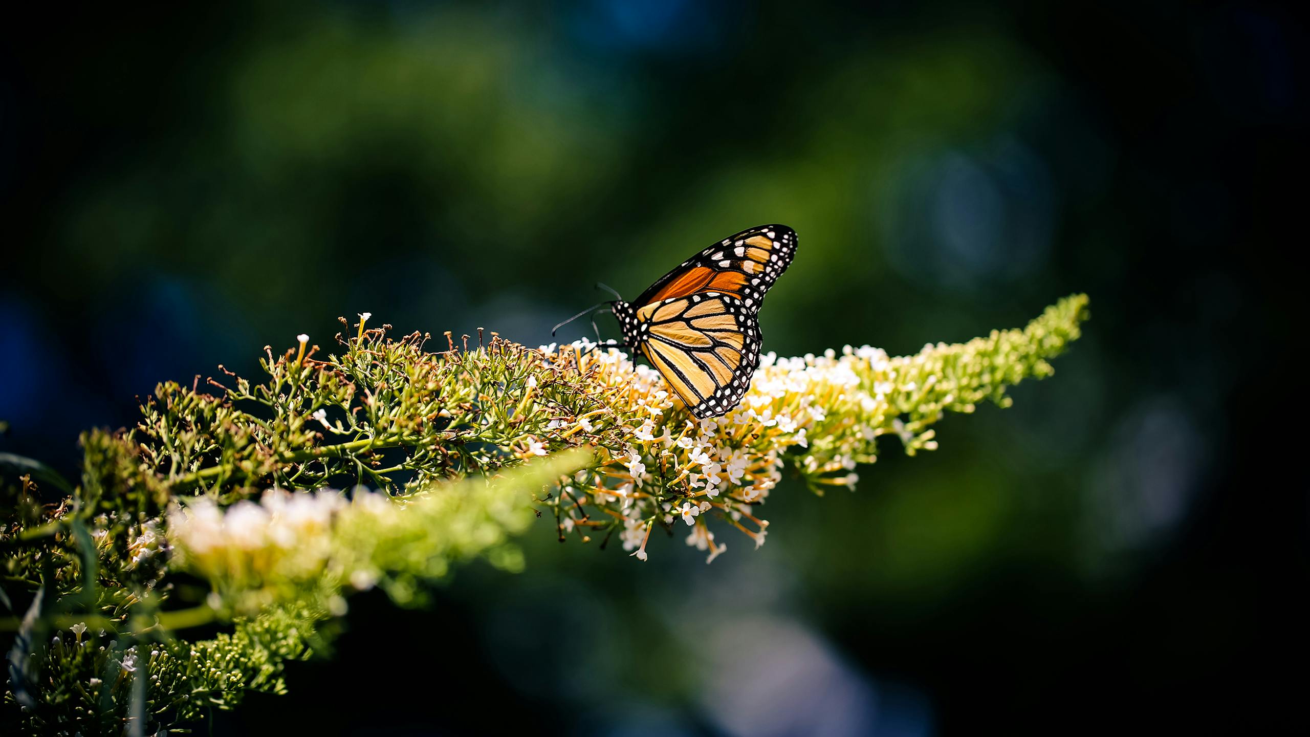 Close-up of a Monarch butterfly elegantly perched on a flower in sunlight.