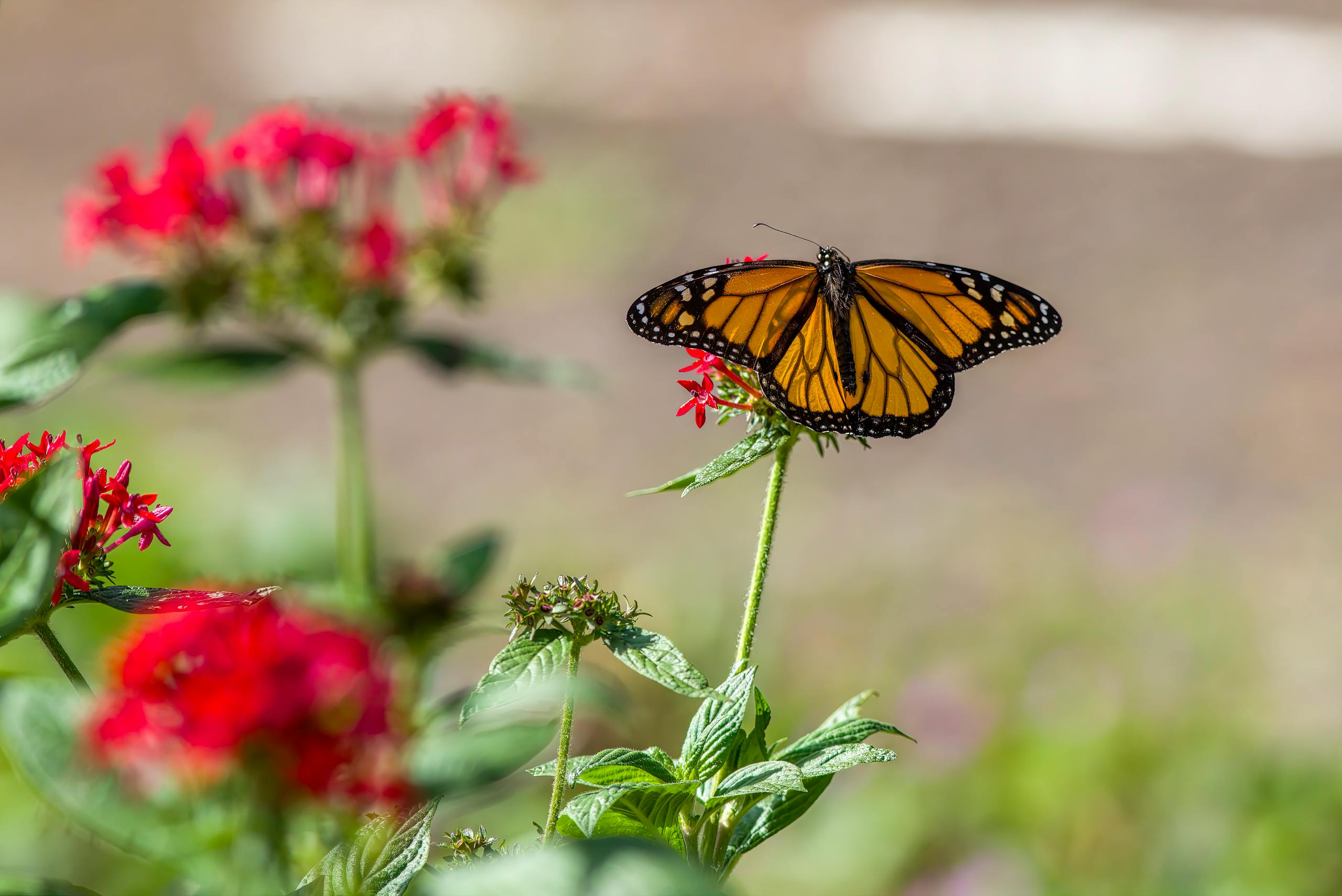Close-up of a monarch butterfly perched on bright red flowers in a garden, showcasing delicate beauty in nature.