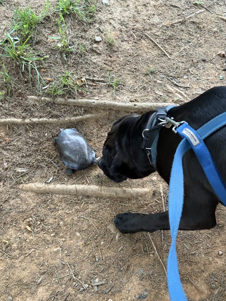 The Trail Always Knows Before I Do