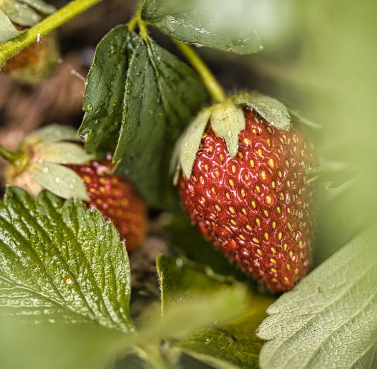 Vibrant red strawberries ripening on the plant with lush green leaves in a garden.