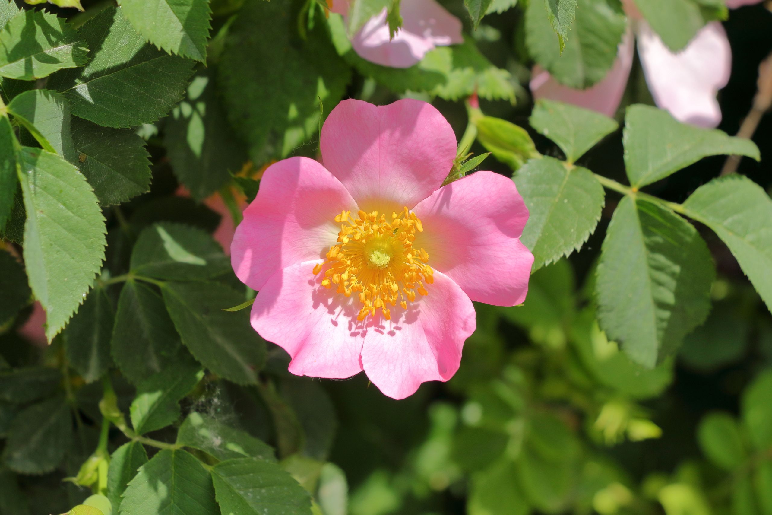 A vibrant pink wild rose flower in full bloom amidst lush green foliage, captured in natural daylight.