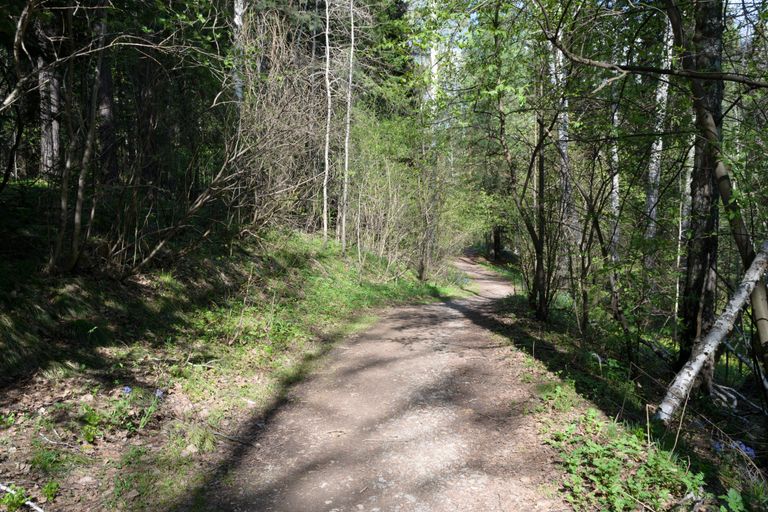 Discover tranquility along a sunlit forest path in the heart of nature during early spring.