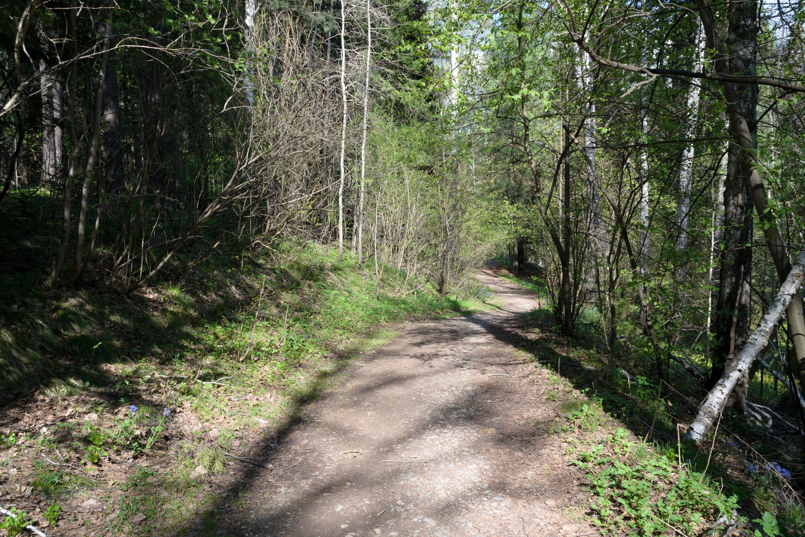 Discover tranquility along a sunlit forest path in the heart of nature during early spring.