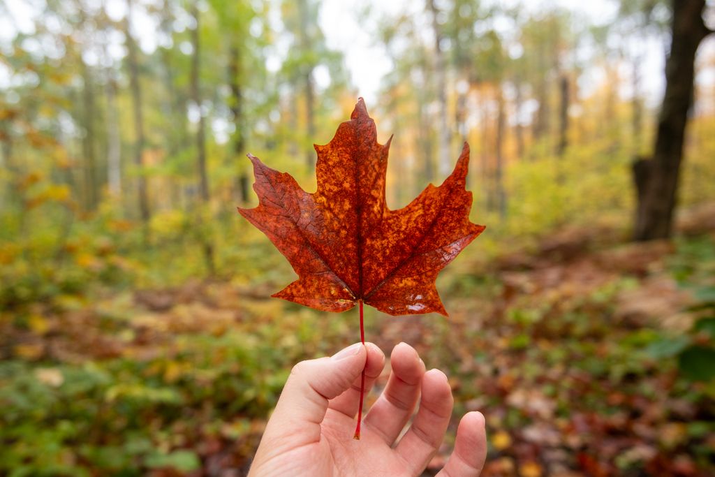 Experience the beauty of fall with this vibrant red maple leaf held in hand against a forest backdrop.