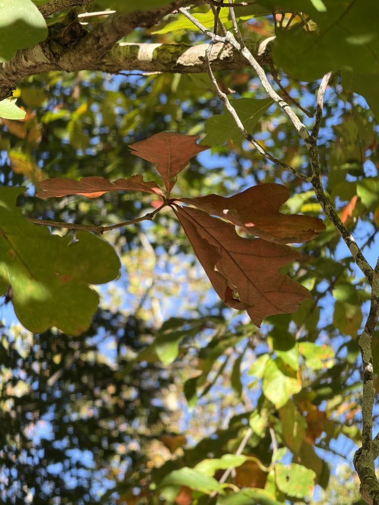 Acorns + Oaks: An Entire World Beneath One Tree