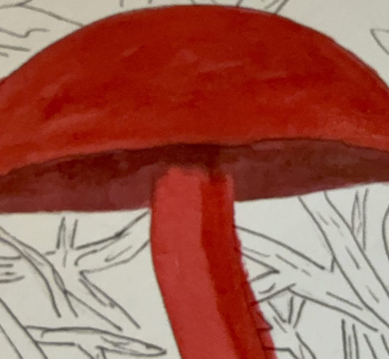 In the Wild Margins: An Illustrated Life of Looking Closer